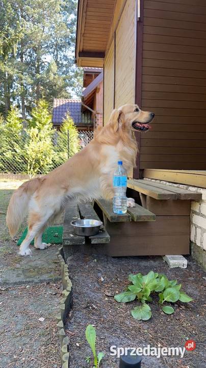 Golden Retriever REPRODUKTOR Golden Retriever Raszyn sprzedam