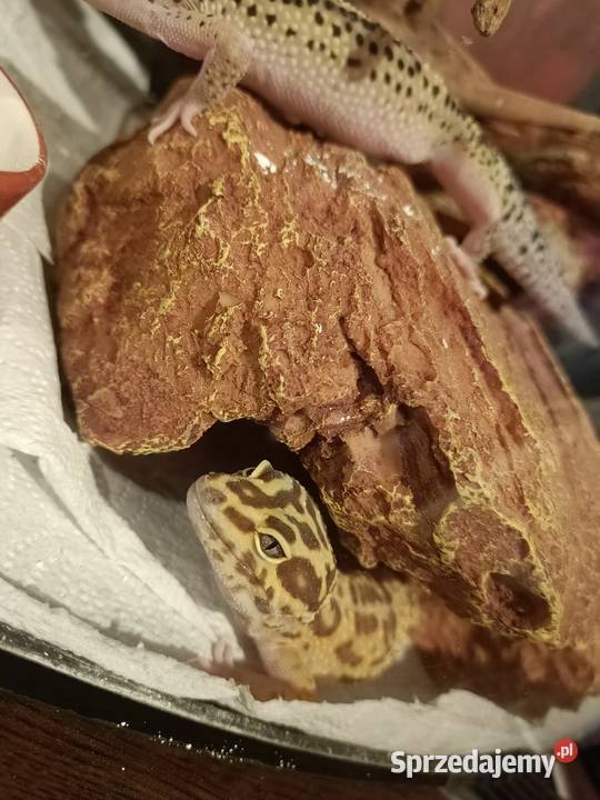 Jaszczurki duży zestaw Niedźwiedź