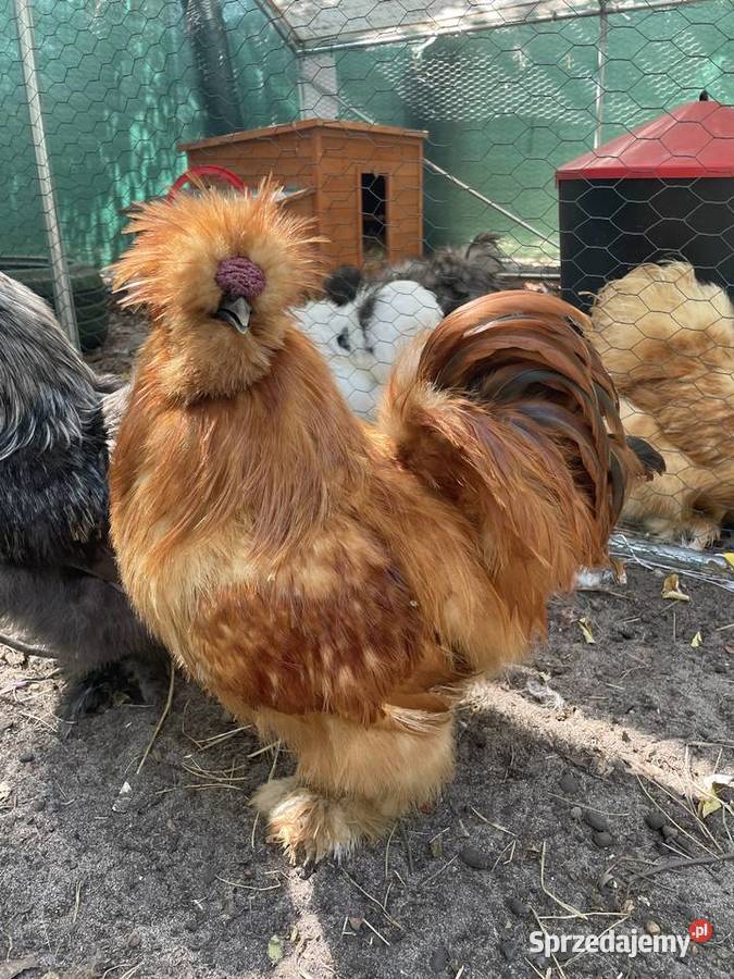 kura jedwabista koguciki silki różne umaszczenia