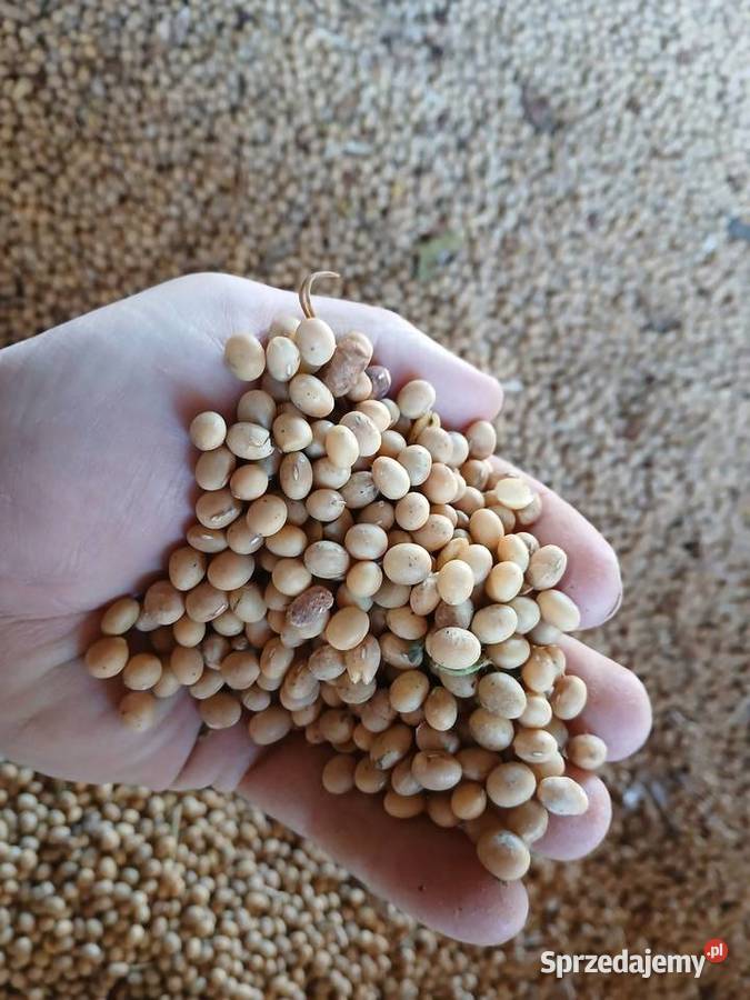 Soja czyszczona magnolia apolina Rośliny pastewne