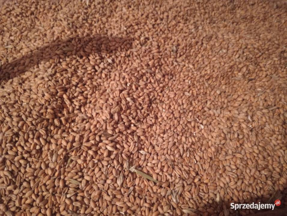 Pszenica ozima 2025 małopolskie