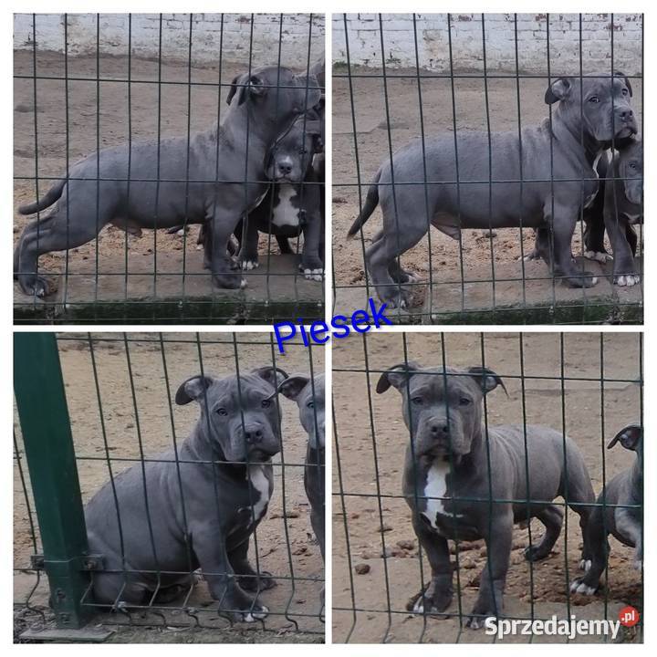 Amstaff American staffordshire terrier opolskie Strzelniki sprzedam