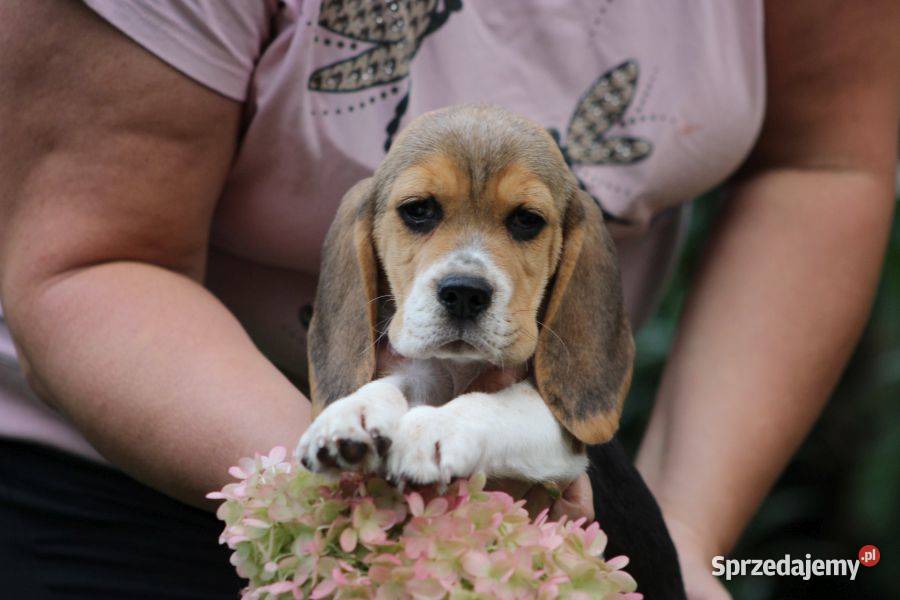 Beagle Panny do wzięcia ZKwPFCI Champione Polski Aleksandria