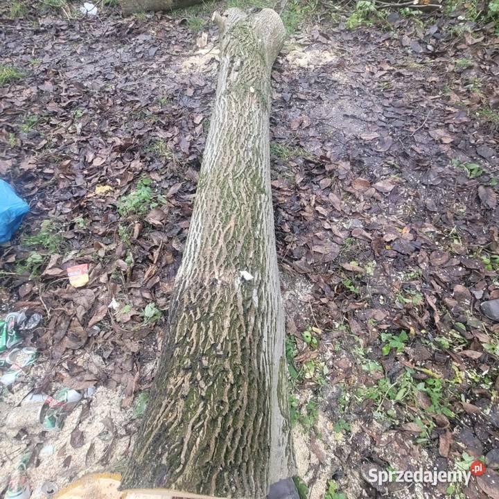 Pień orzecha włoskiego lubelskie Krupe