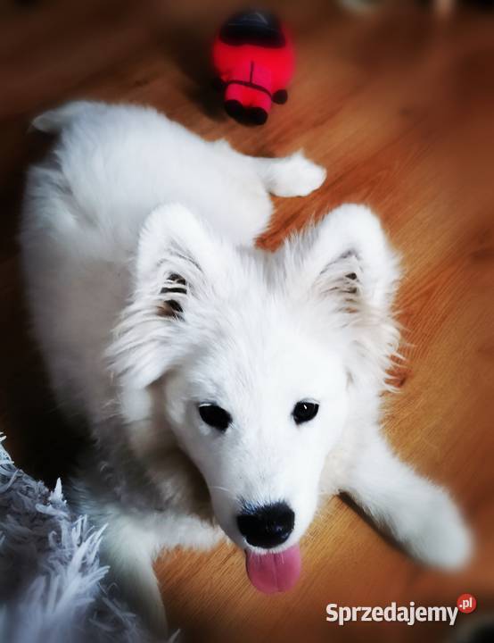 Samojed piesek 5mcy Championie Polski Halinów