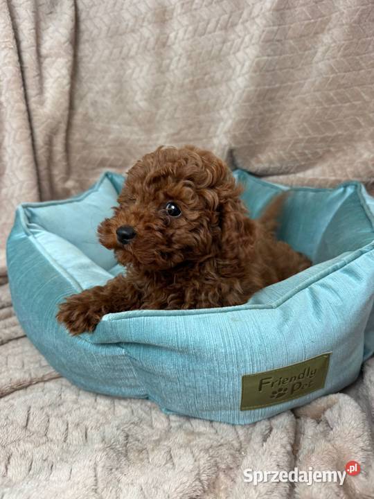 pudel toy zachodniopomorskie Szczecin sprzedam