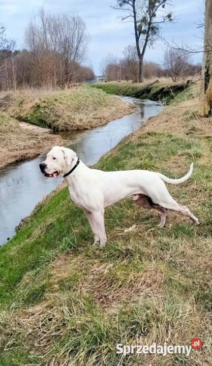 Dog Argentyński Krycie Radom