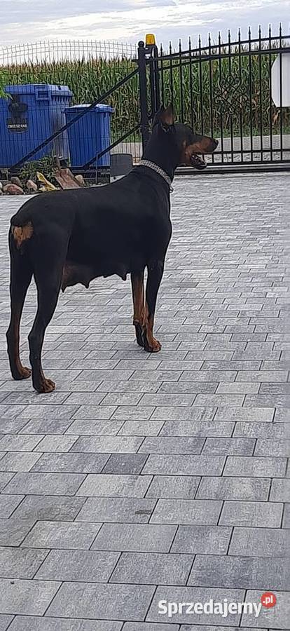 Doberman Szczeniaki Rezerwacia Wrocław