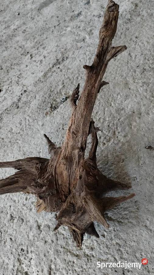 korzeń naturalny ozdobny Leżajsk