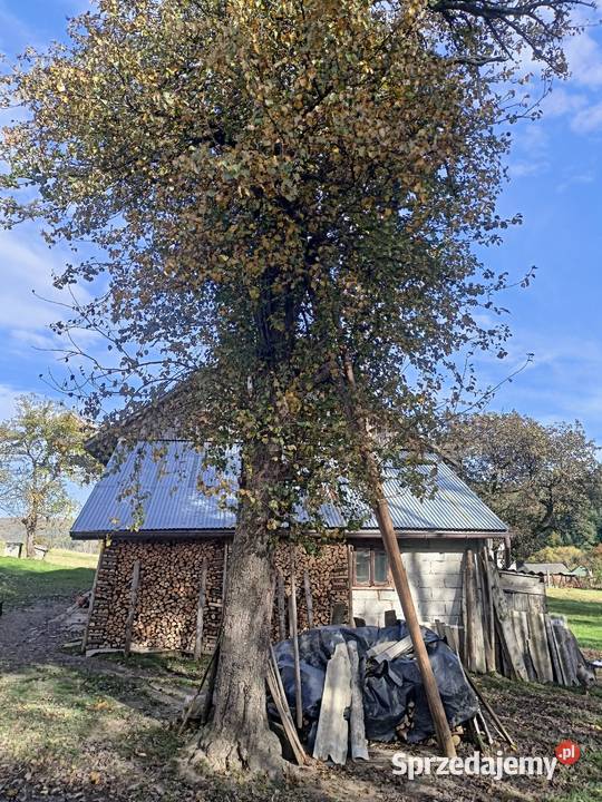 Drzewo grusza Leszczawa Górna