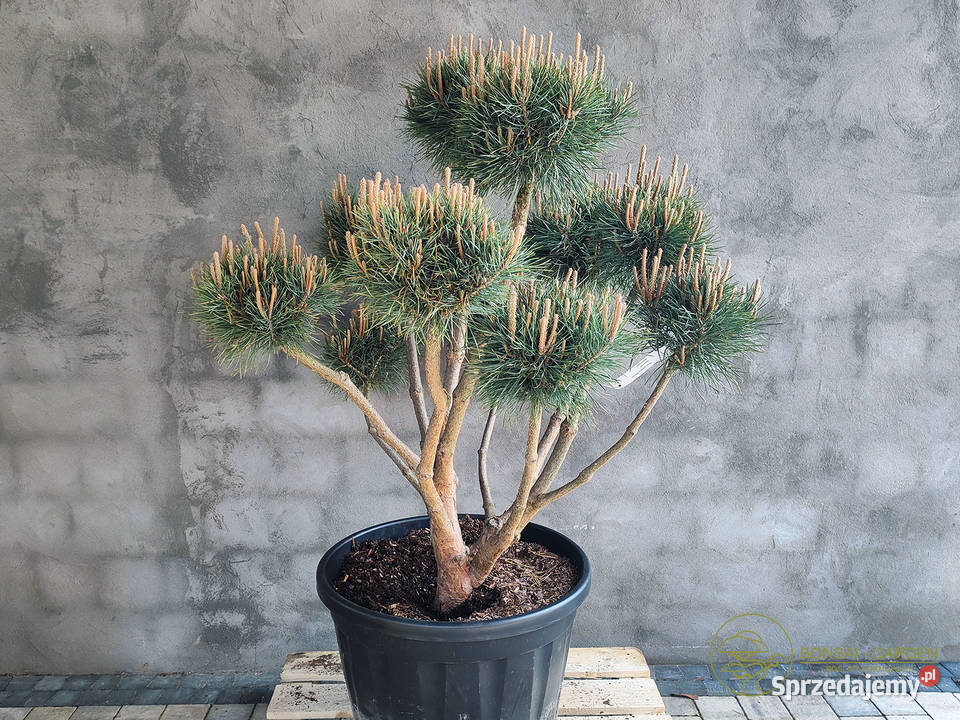 Sosna pospolita formowana 091 NIWAKI BONSAI Wrocław