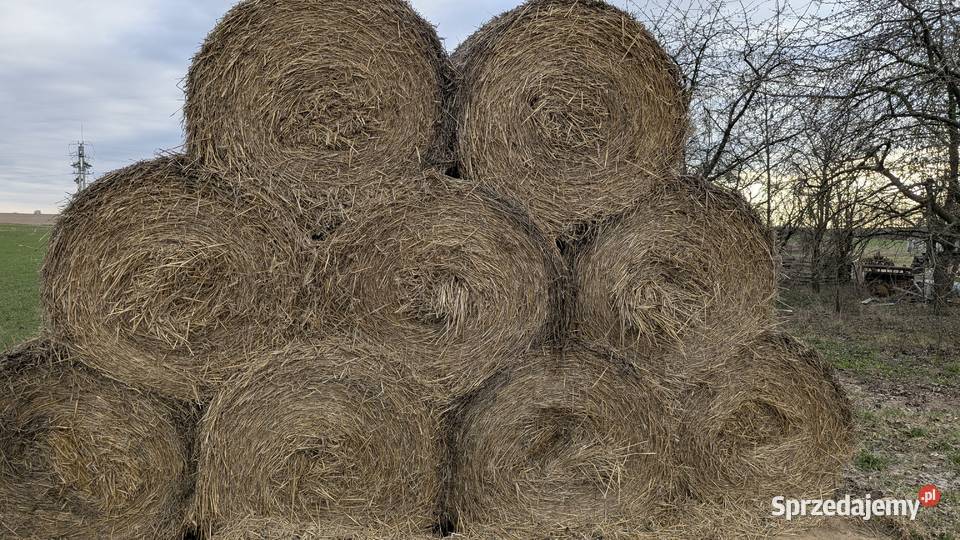 Słoma w rolkach belach Młódnice