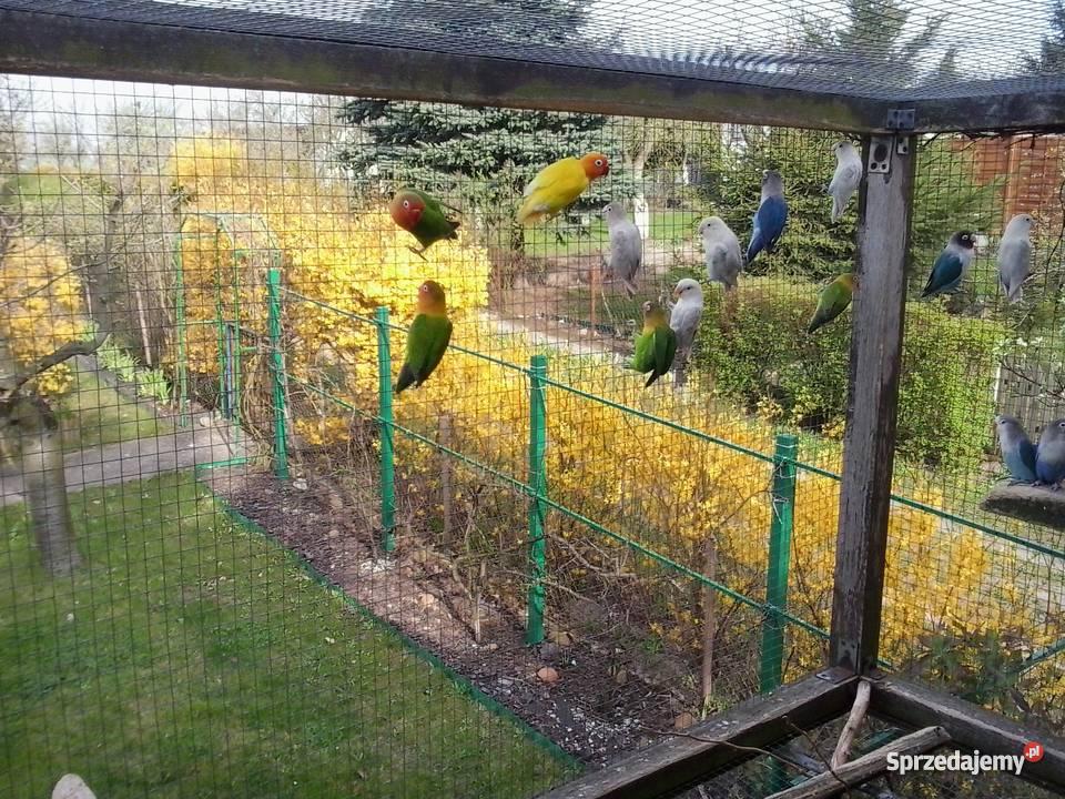 papugi nierozłączki fischera Gniezno