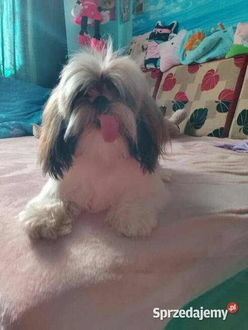 Sprzedam psa Shih tzu małopolskie
