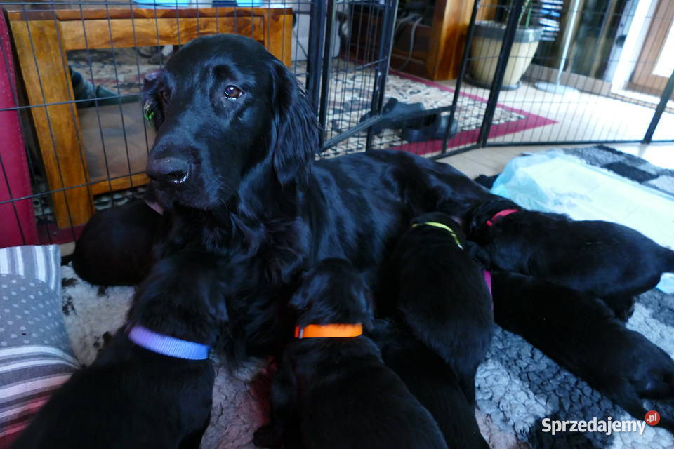 Flat Coated Retriever domowa hodowla FCI Pozostałe Kiełpin