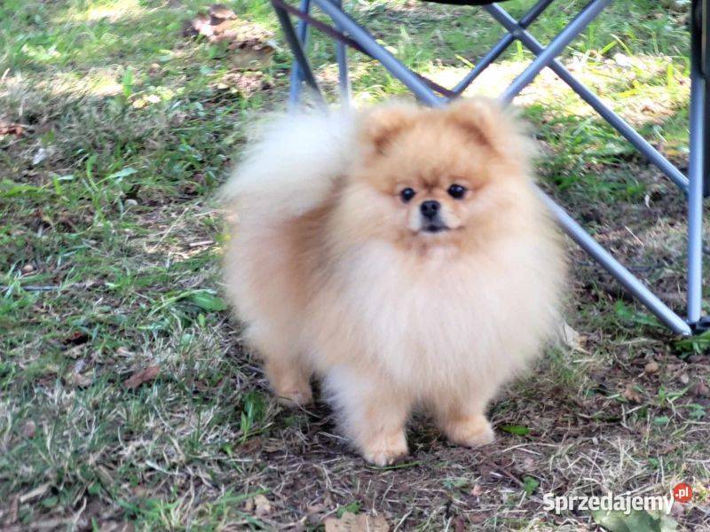 Piękne szczenięta szpic miniaturowy pomeranian Szpic miniaturowy Toszek