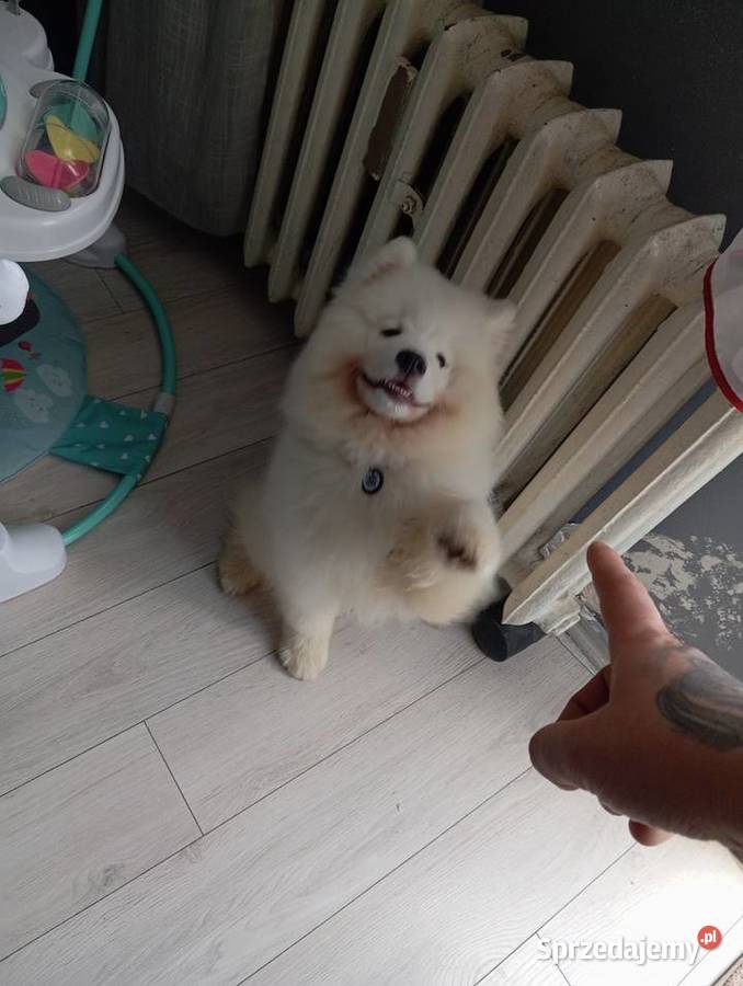 Szczeniak rasy samoyed dolnośląskie Przemków