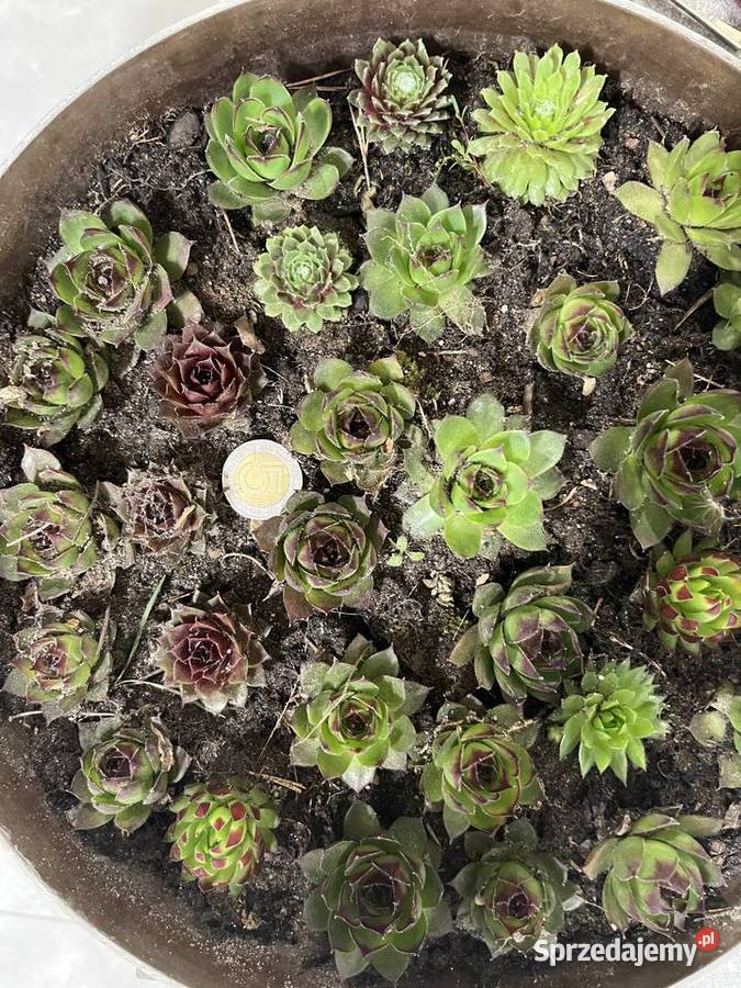 małe rojniki na skalniaki Katowice