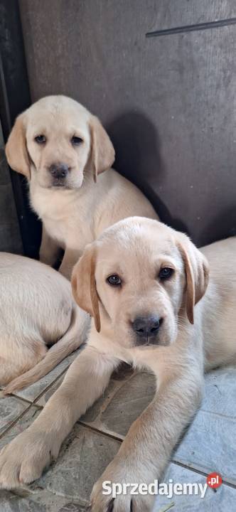 Szczeniaki Labrador Zwierzęta sprzedam