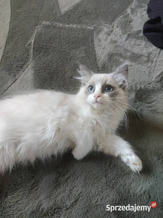 Kotka Ragdoll cherubim Boguchwała sprzedam