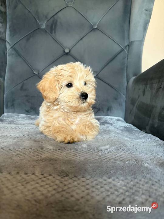 Szczeniaki Maltipoo Kielce sprzedam