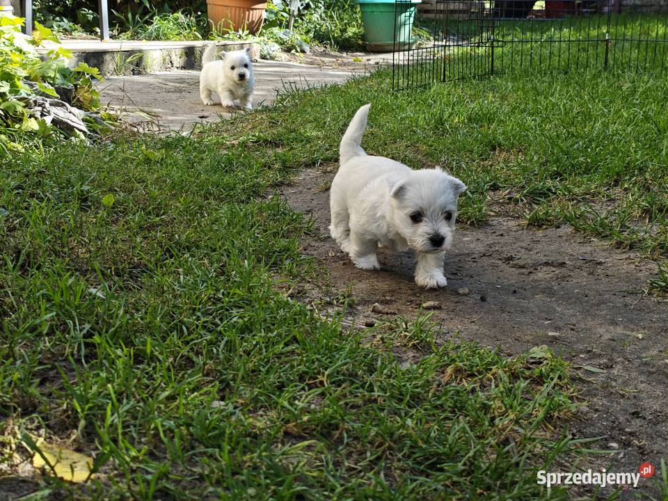 Szczenięta West Highland White Terrier terrier Gościszewo