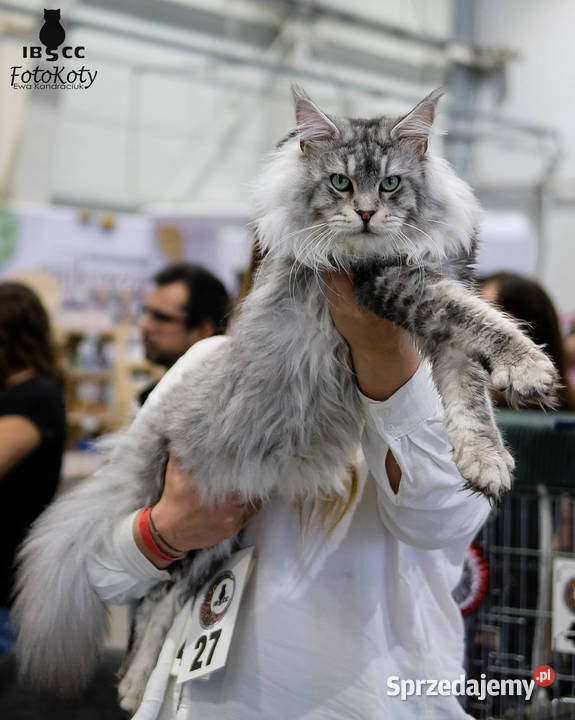 Gaston cudowny przystojniak kocurek maine coon Maine Coon mazowieckie Warszawa
