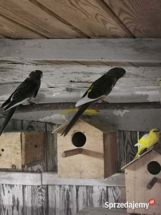 Ptaszki że zdięcia zmienią woliere Maryszewice