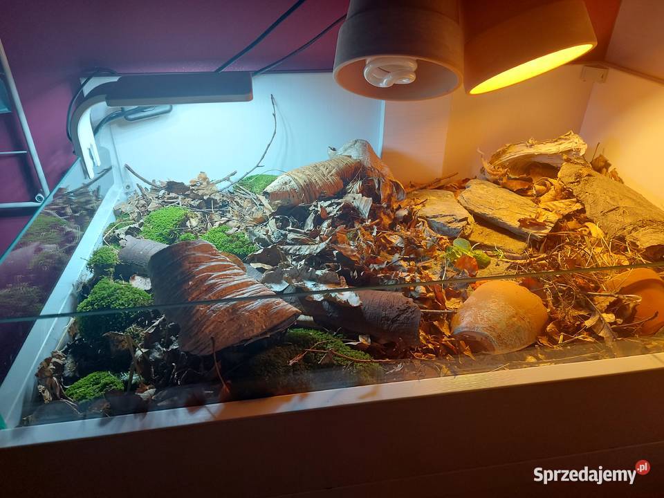 Terrarium rzemieślnicze żółwia lądowego Opole sprzedam