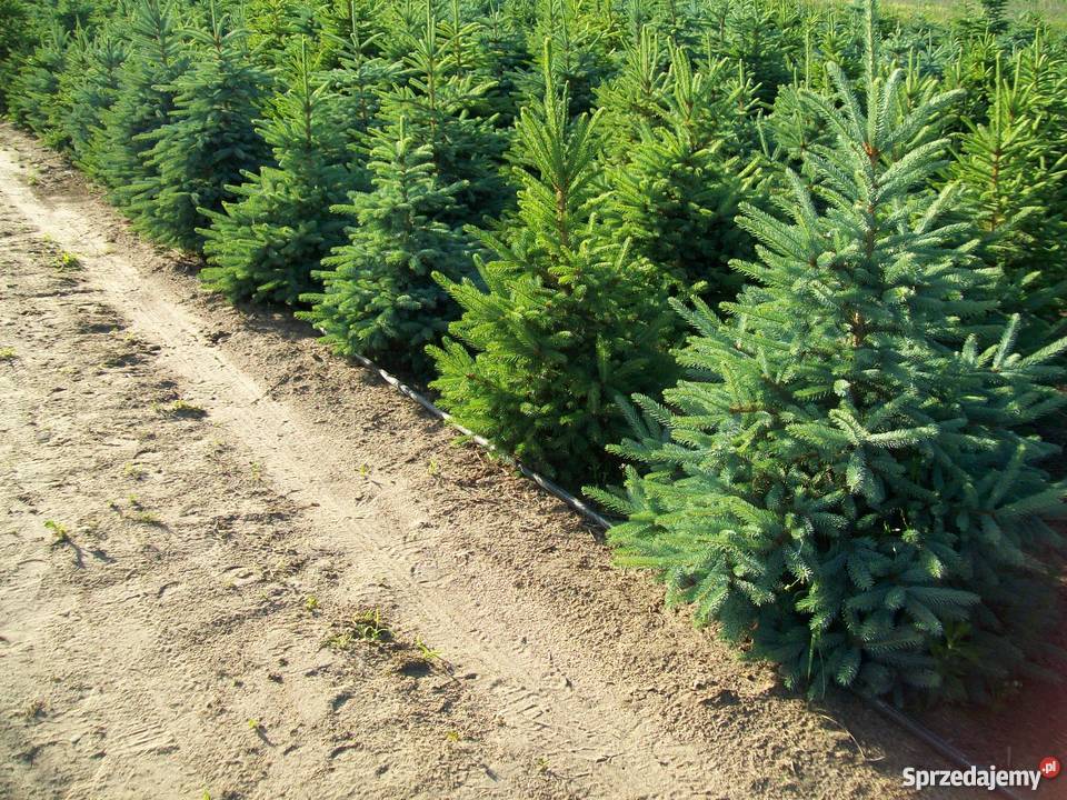 Choinki świąteczne świerka srebrnego 150170 Pasym