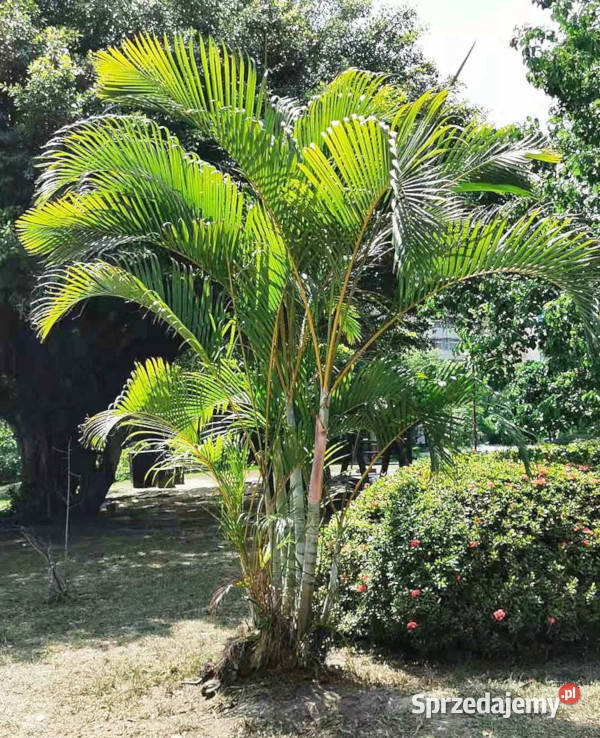  PALMA AREKA Chrysalidocarpus lutescens NASIONA Lubanie