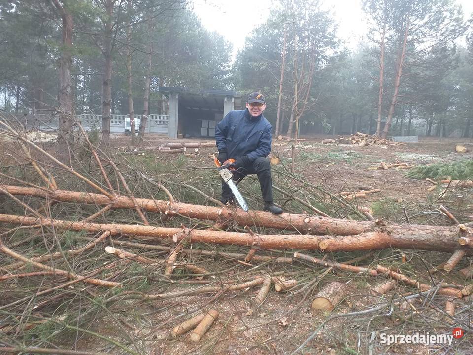 Pielęgnacja drzew terenów zieleni wycinka