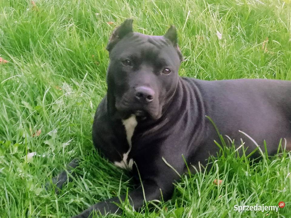 American Pitbull Terier Zwierzęta Ciechanów