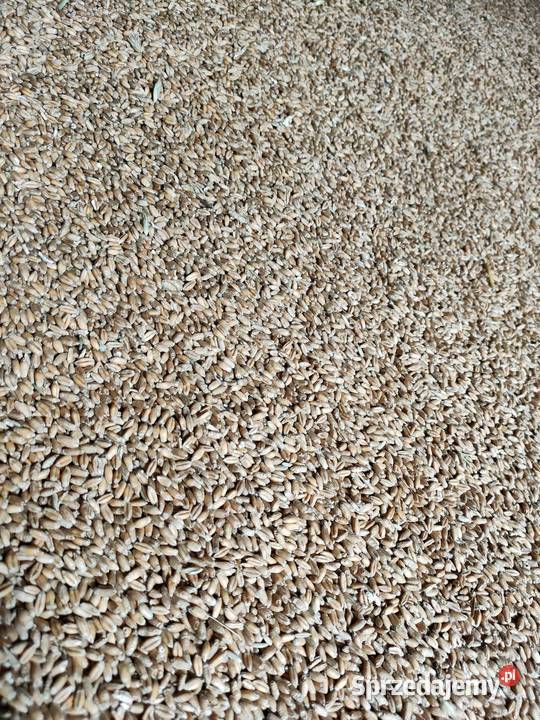 Sprzedam owies Oborniki