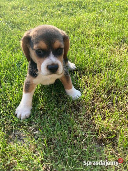 Szczeniak Beagle piesek małopolskie Limanowa