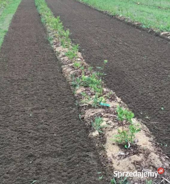 Usługi glebogryzarka separacyjna przygotowanie Projektowanie i zakładanie ogrodów Maciejowice
