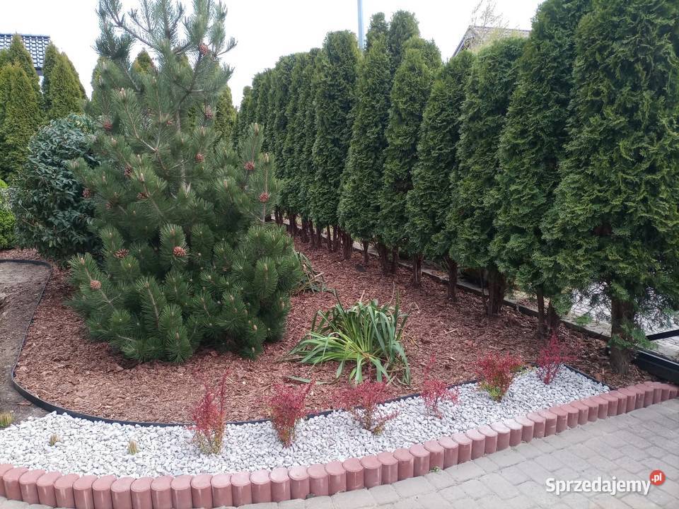 Usługi ogrodnicze Pielęgnacja ogrodów i trawników Lębork