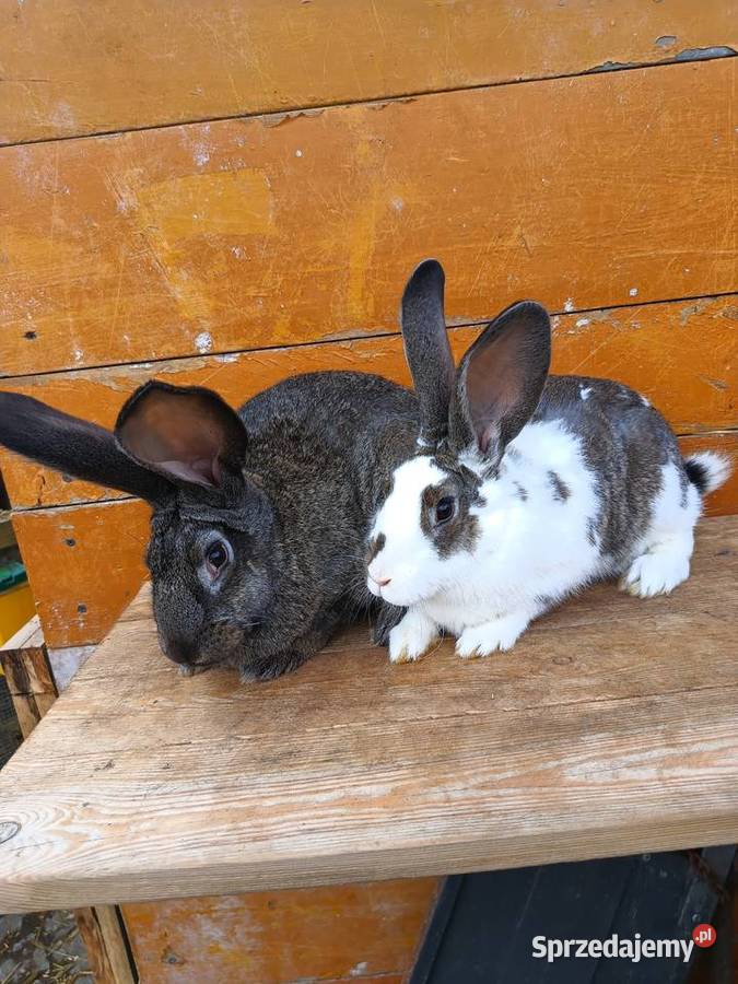 Króliki hodowlane Sieradz