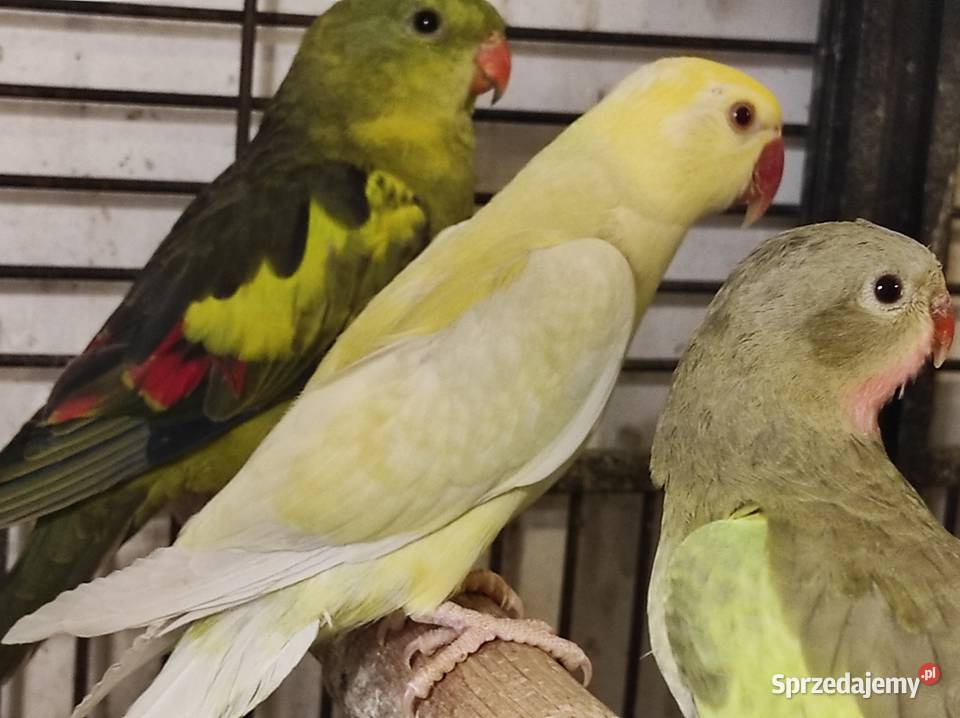 Aleksandretta obrożna cremino samica Rębków