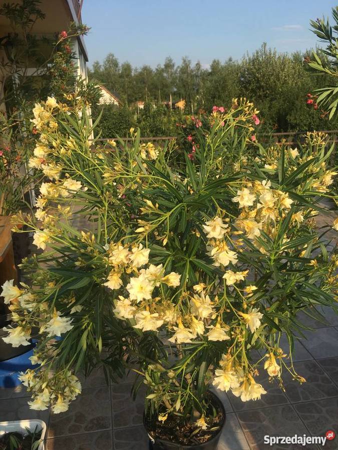 Szczepki oleander Brzeźnica
