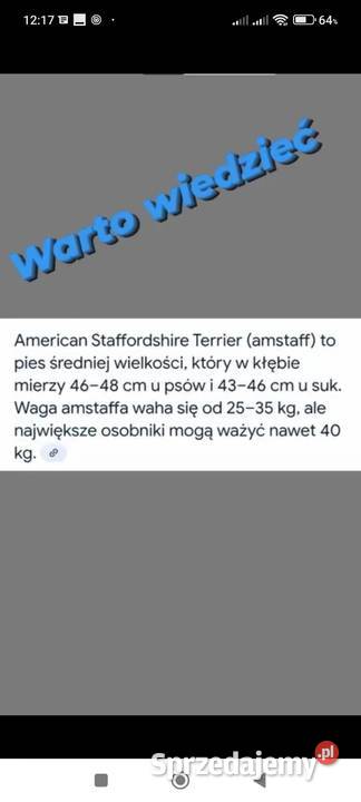 American staffordshire terrier Zwierzęta Brzeg