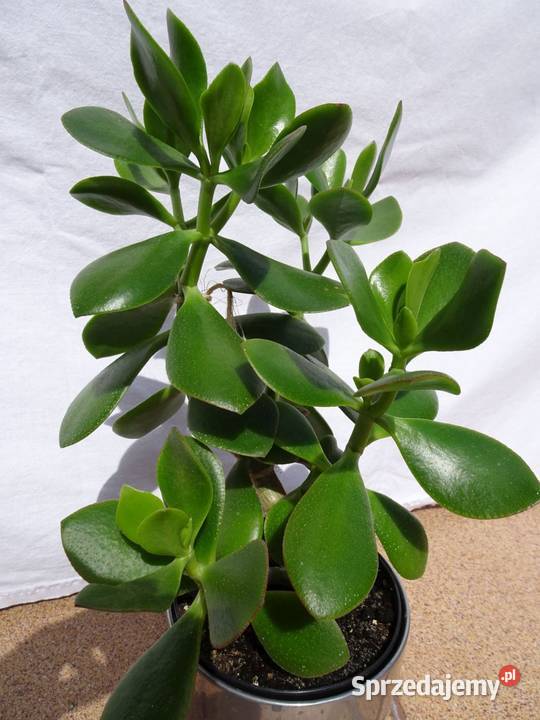 Grubosz roślina domowa sukulent 2 drzewko sprzedam