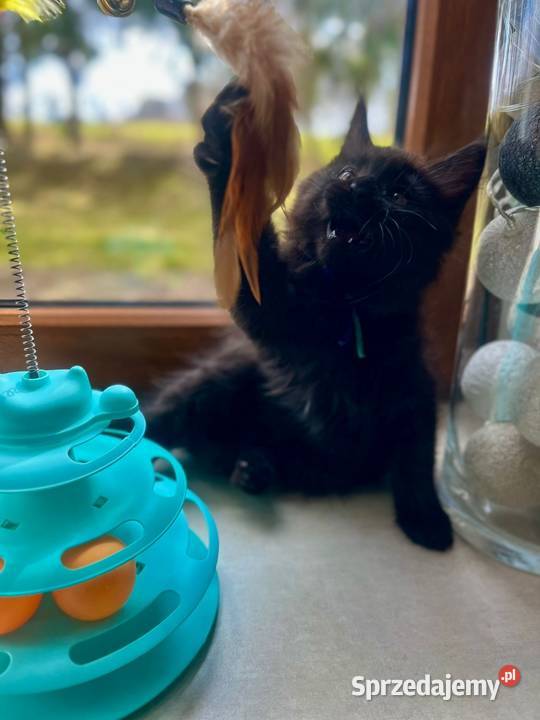 Maine Coon zachodniopomorskie Sława