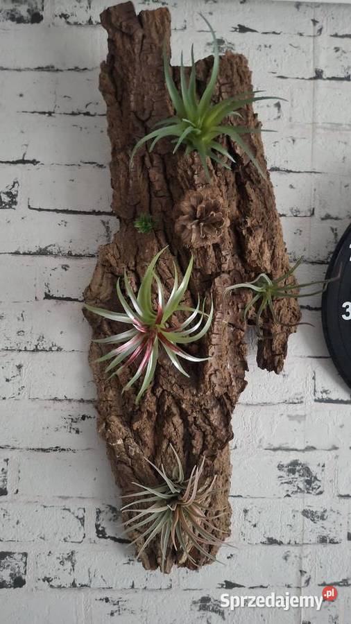 Ozdoba do akwarium terrarium Łódź