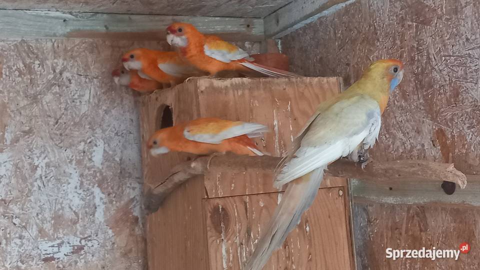 Rozelle królewskie Tuszyn