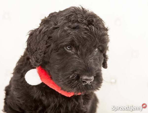 Szczeniak czarny terier rosyjski  rodowód łódzkie Łódź