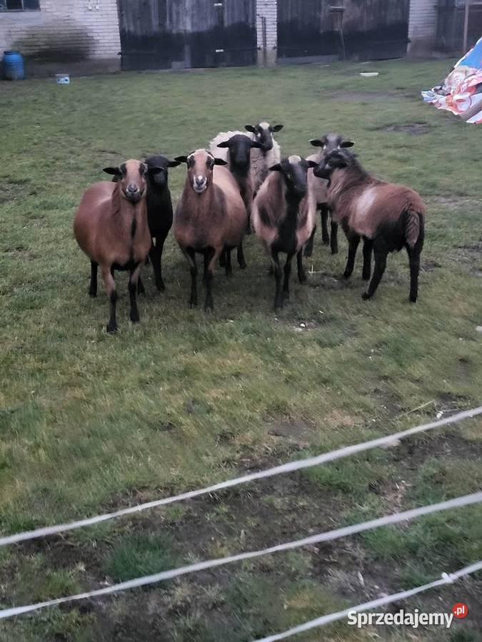 Sprzedam owieczki Giełda zwierząt Mława