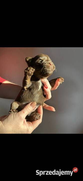 Yorkshire terrier czekoladowy Lublin