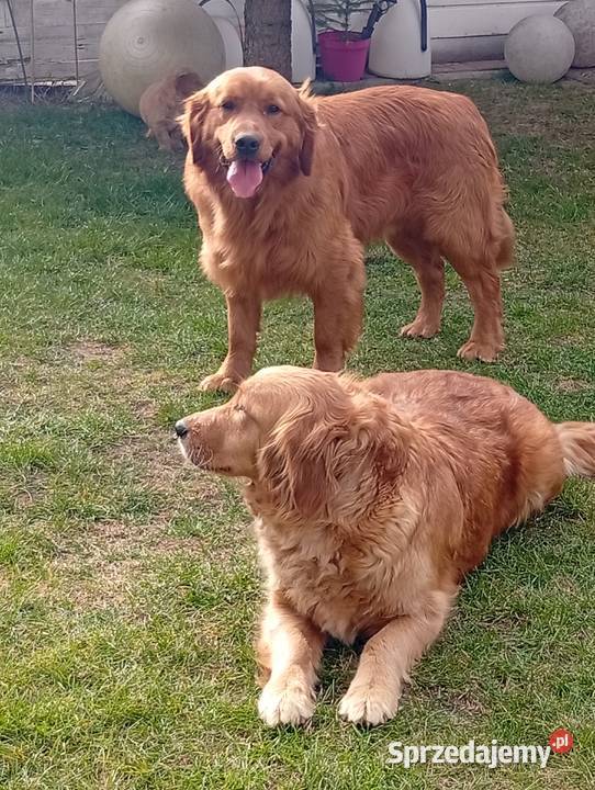 Szczenię golden retriever złoty pies Lubawa