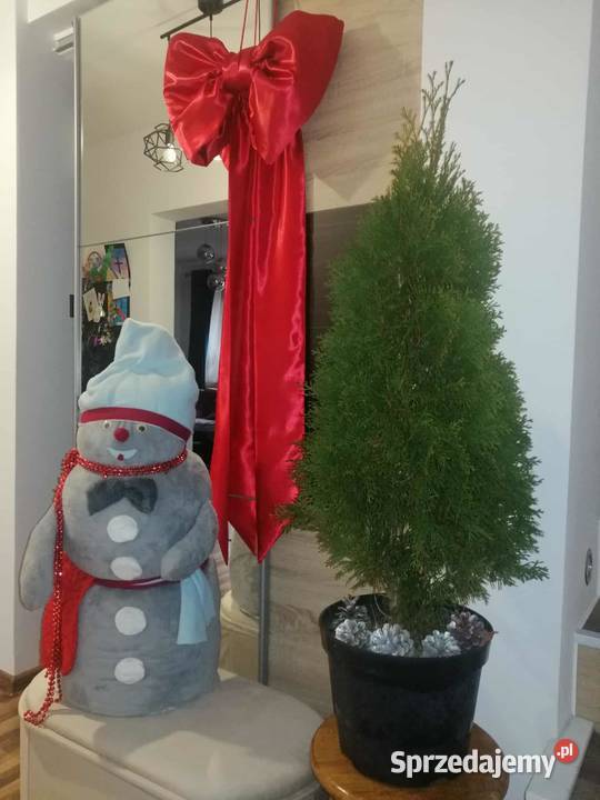 Ładne tuje szmaragd w doniczkach Mielec